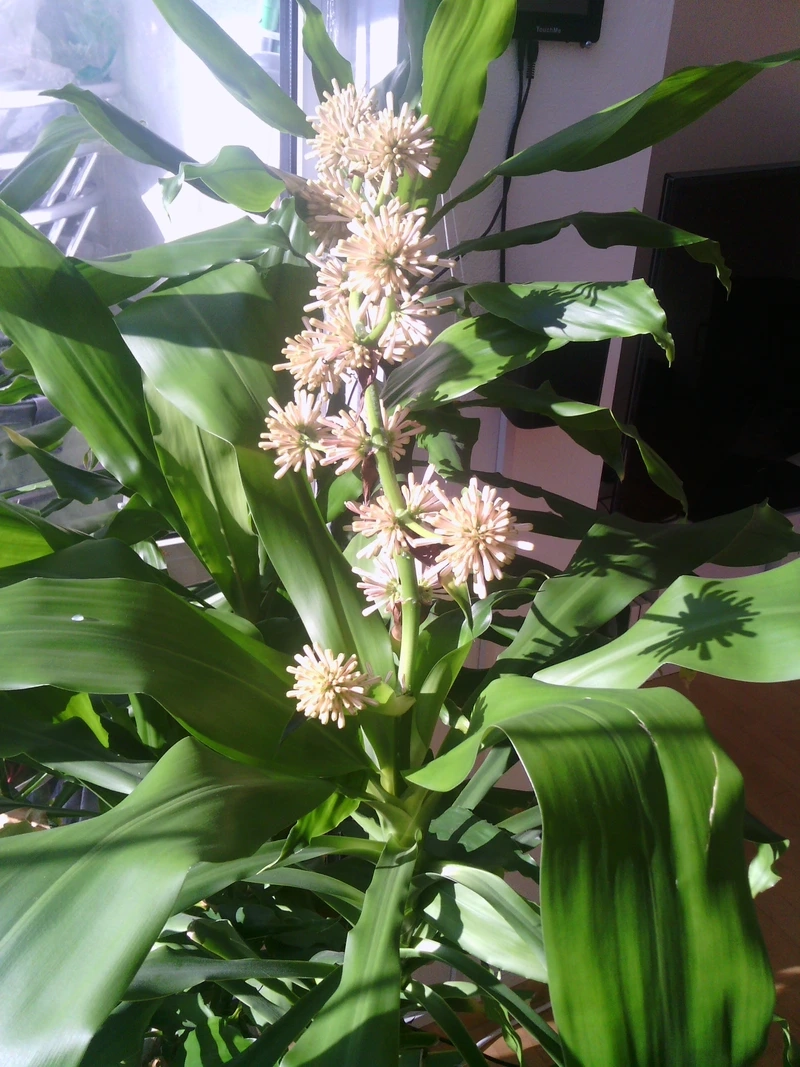 Giải đáp thắc mắc hoa phát tài giá bao nhiêu tiền