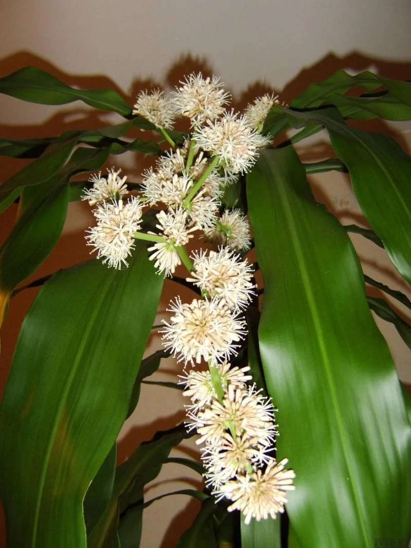 Sở hữu cây phát tài may mắn cho cả năm sung túc