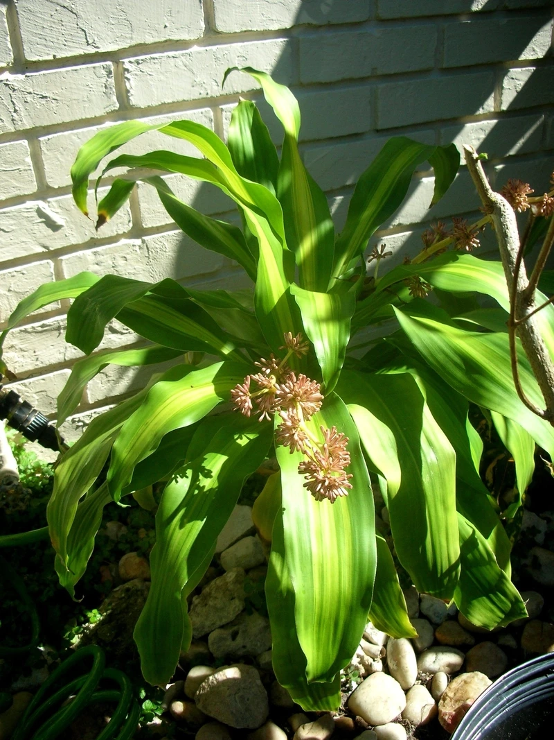 Setup không gian xanh cùng cây phát tài văn phòng