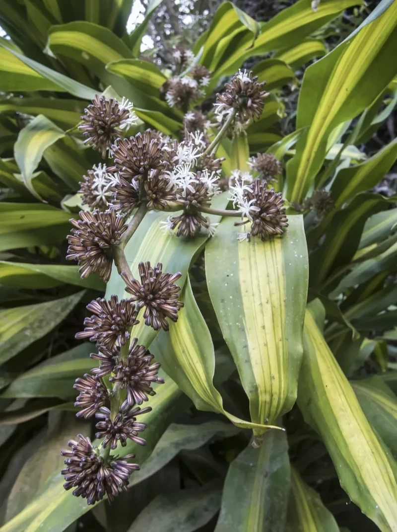 Tư vấn chọn hoa phát tài hợp mệnh Kim Mộc Thủy