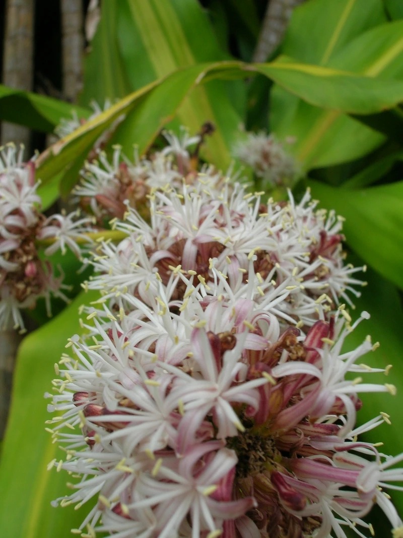 Lựa chọn hoa phát tài hợp tuổi để làm ăn tấn tới