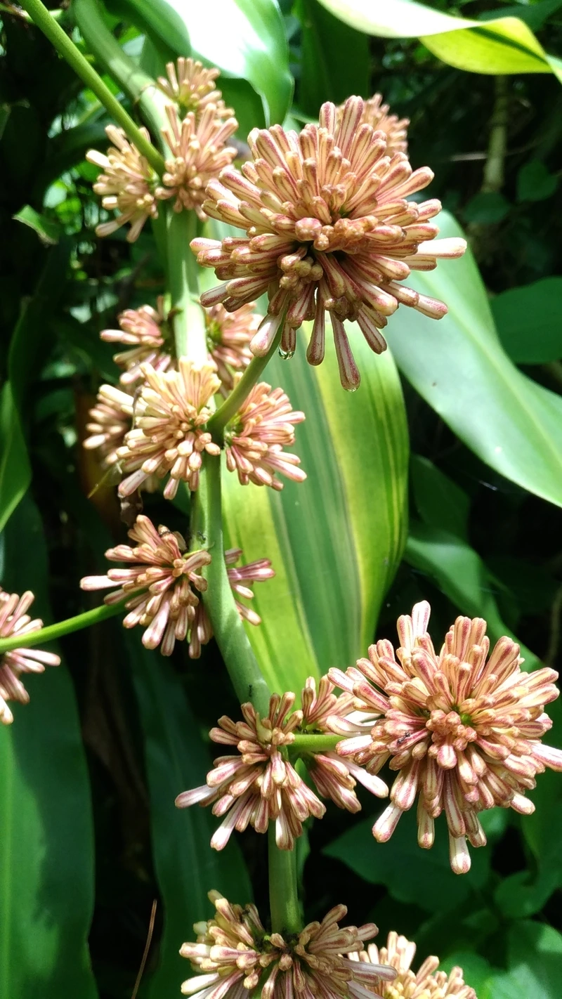 Nghệ thuật uốn hoa phát tài bonsai đỉnh cao