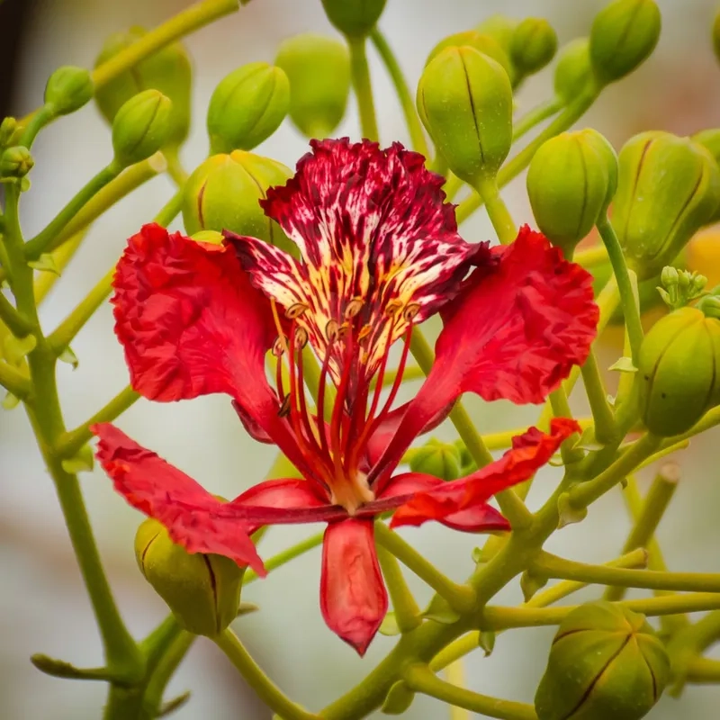 Hoa phượng vĩ đơn giản nhưng ấn tượng