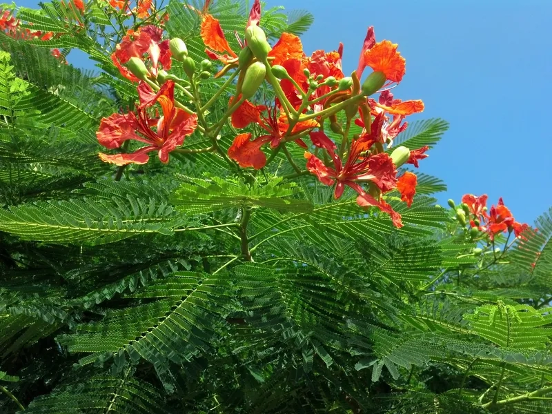 Hoa phượng vĩ vẽ tay tinh tế nghệ thuật