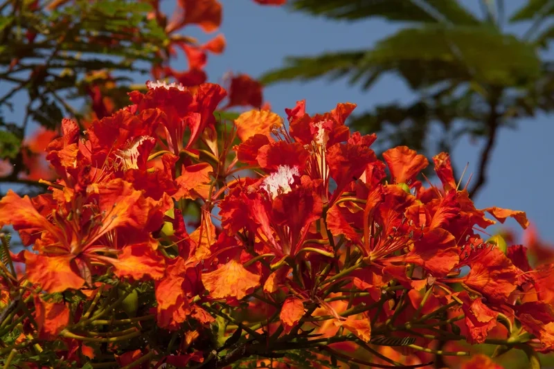 Vẻ đẹp hoa phượng vĩ trắng đen huyền bí