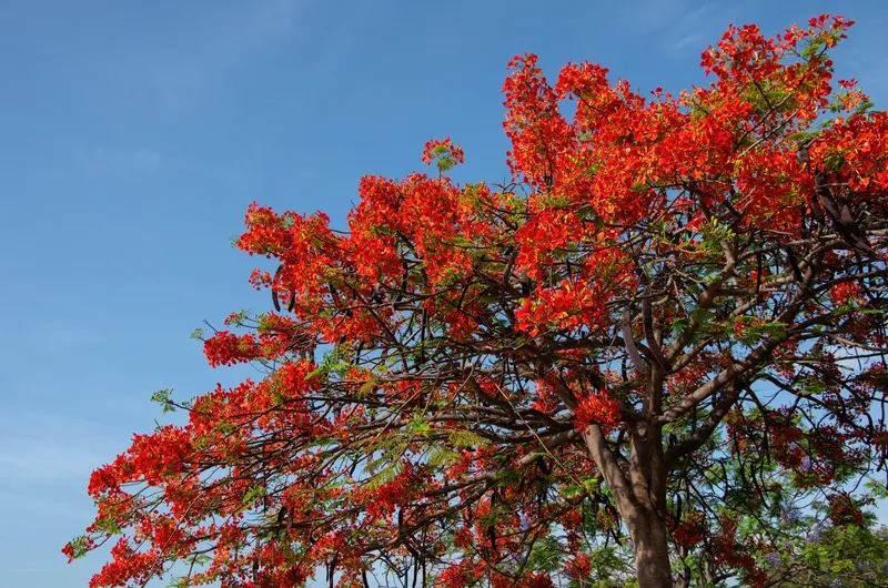 Tải ảnh hoa phượng vĩ miễn phí về máy