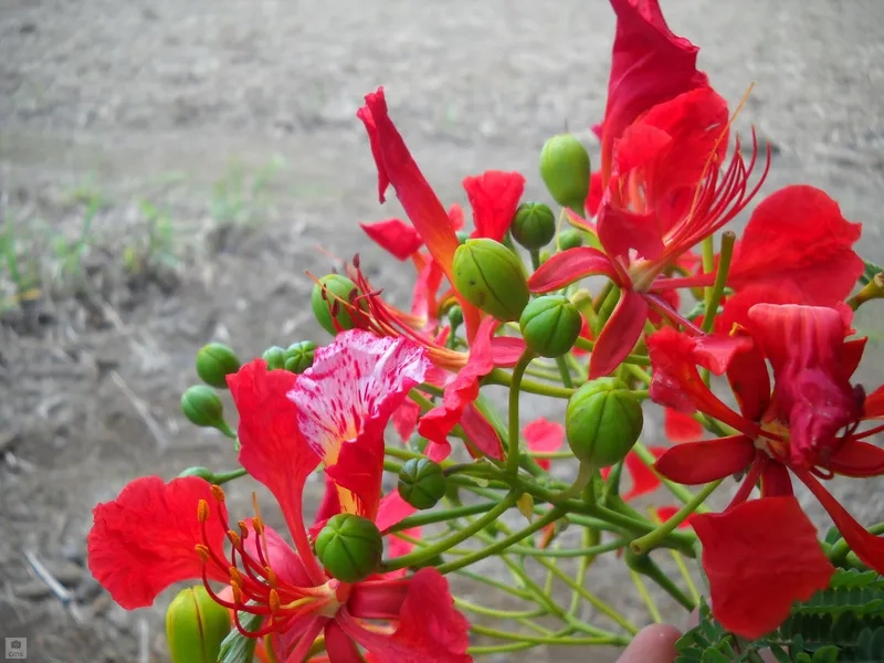 Khám phá bộ sưu tập hoa phượng vĩ đầy đủ