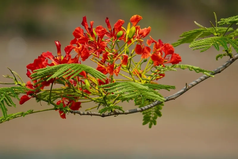 Đừng bỏ lỡ kho hoa phượng vĩ đẹp này nha