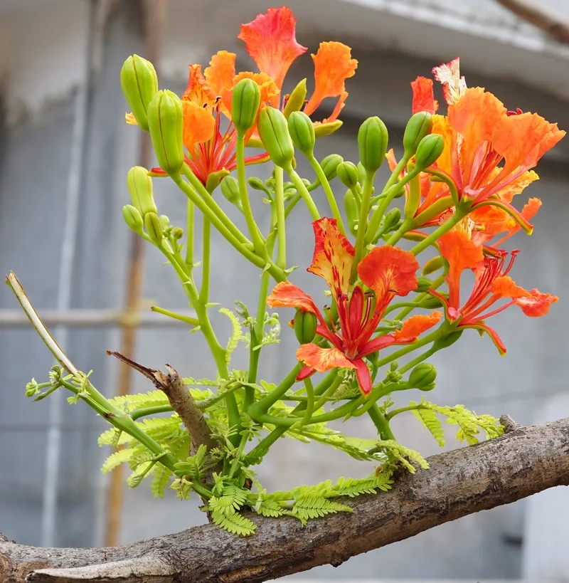 Cùng nhau xem hoa phượng vĩ nở rộ