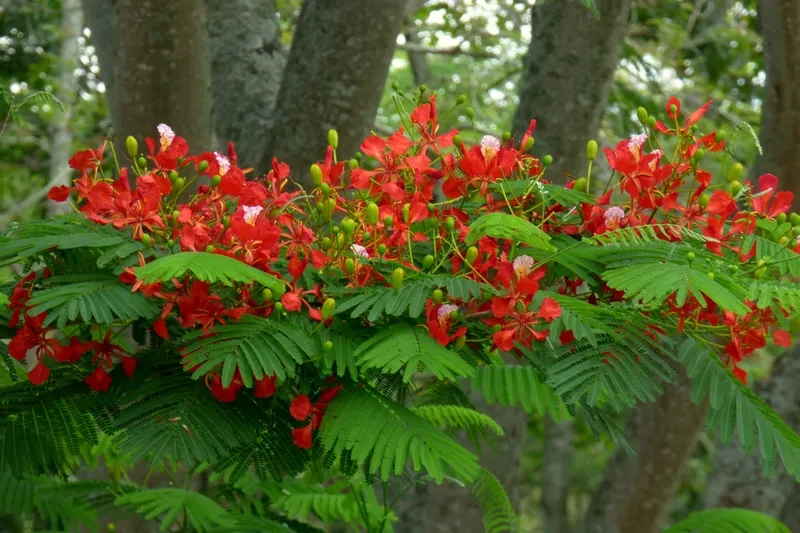 Lựa chọn mẫu hoa phượng vĩ yêu thích