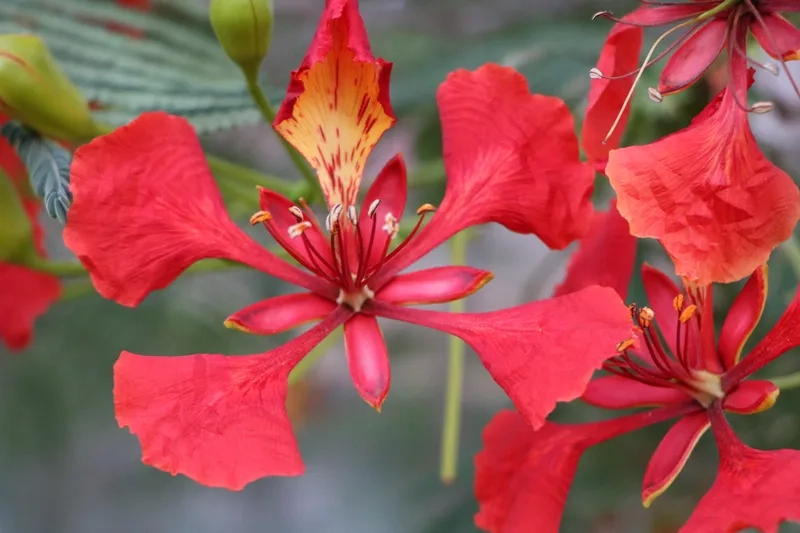 Sắc nét hoa phượng vĩ đen trắng tối giản