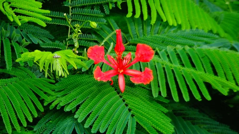 Hoa phượng vĩ buồn nỗi nhớ chia ly