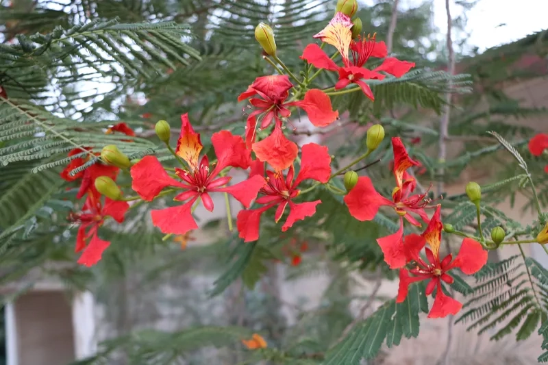 Dùng ngay hình nền hoa phượng vĩ điện thoại