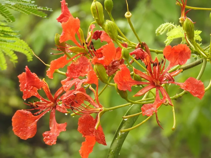 Giới thiệu về hoa Phượng Vĩ mùa hè