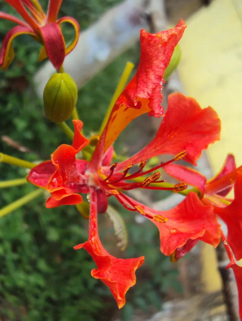 Hoa phượng vĩ 4K siêu rõ nét làm nền