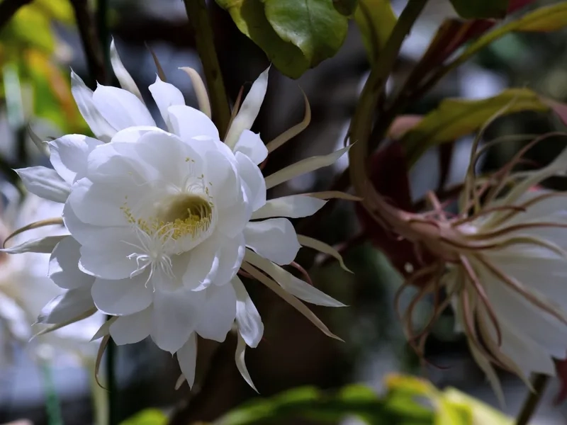 Chiêm ngưỡng hình ảnh hoa quỳnh tuyệt đẹp