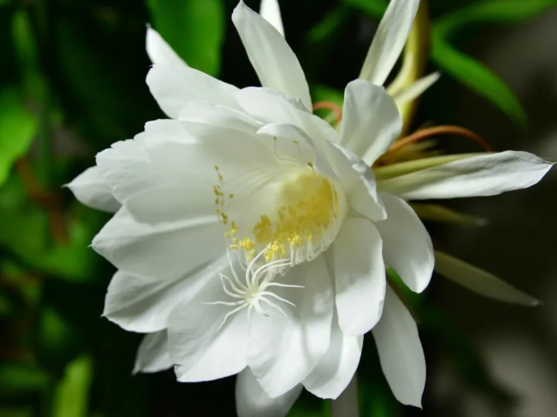 Thanh khiết và tinh khôi cùng hoa quỳnh trắng