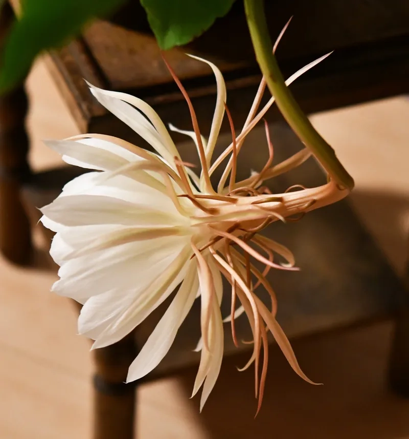 Rực rỡ và lộng lẫy với hoa quỳnh đẹp