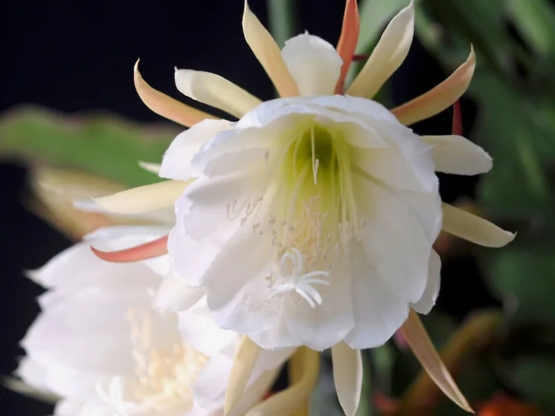 Bí ẩn nở về đêm hoa quỳnh nở đêm mê hồn