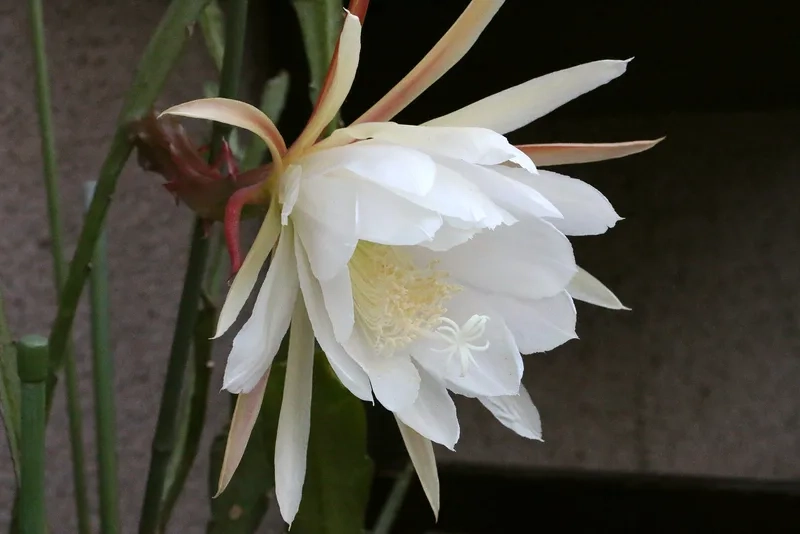 Khám phá ý nghĩa sâu sắc hoa quỳnh ý nghĩa