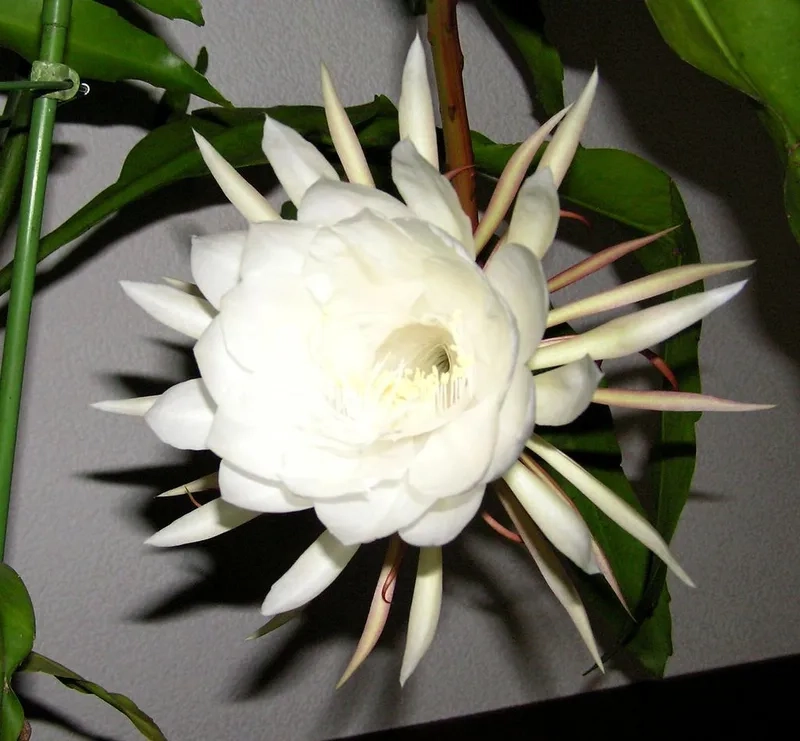 Vẻ đẹp độc đáo và hiếm có hoa quỳnh độc đáo