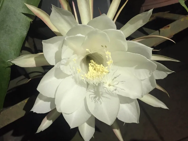 Nở rực rỡ và nổi bật hoa quỳnh nở rực