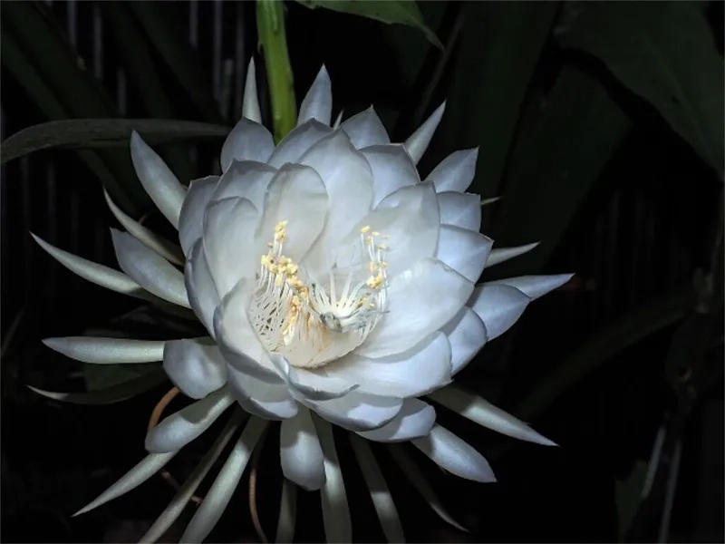 Huyền bí và quyến rũ cùng hoa quỳnh huyền bí