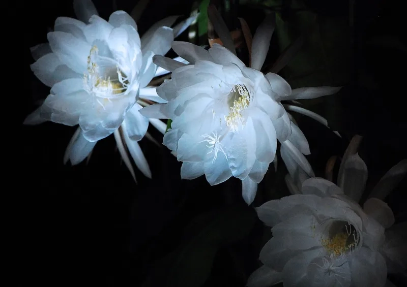 Ngắm vẻ đẹp của hoa quỳnh hoa đêm đẹp tinh tế