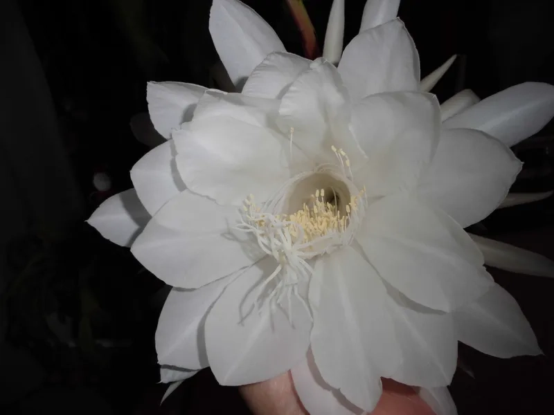 Tự nhiên và thanh thoát với hoa quỳnh tự nhiên