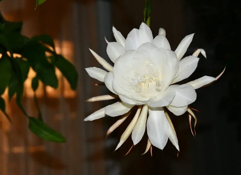 Vẻ đẹp tự nhiên tuyệt vời của hoa quỳnh tự nhiên đẹp