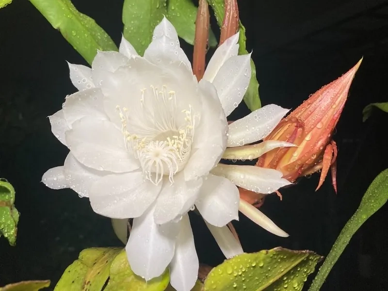 Nghệ thuật tinh tế trong hoa quỳnh nghệ thuật