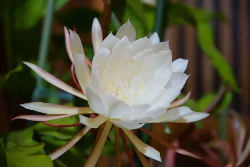 Hoa quỳnh có ý nghĩa gì khiến người yêu say đắm