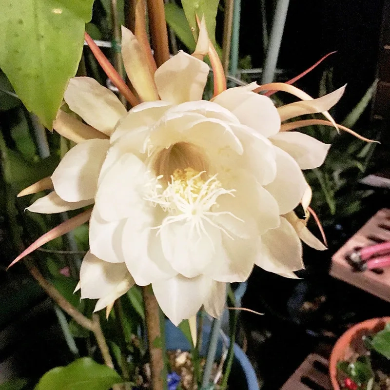 Dịu dàng và nhẹ nhàng cùng hoa quỳnh nhẹ nhàng