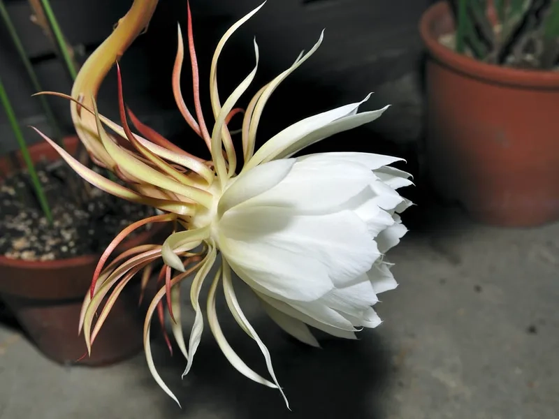 Mang may mắn và tài lộc với hoa quỳnh phong thủy