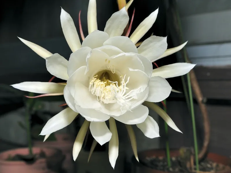 Ngắm hoa quỳnh đẹp nhất để cảm nhận sự tinh khôi