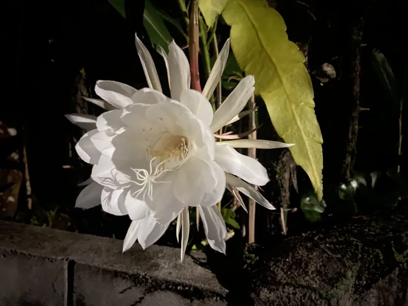 Tuyệt tác tự nhiên trong ảnh hoa quỳnh đẹp