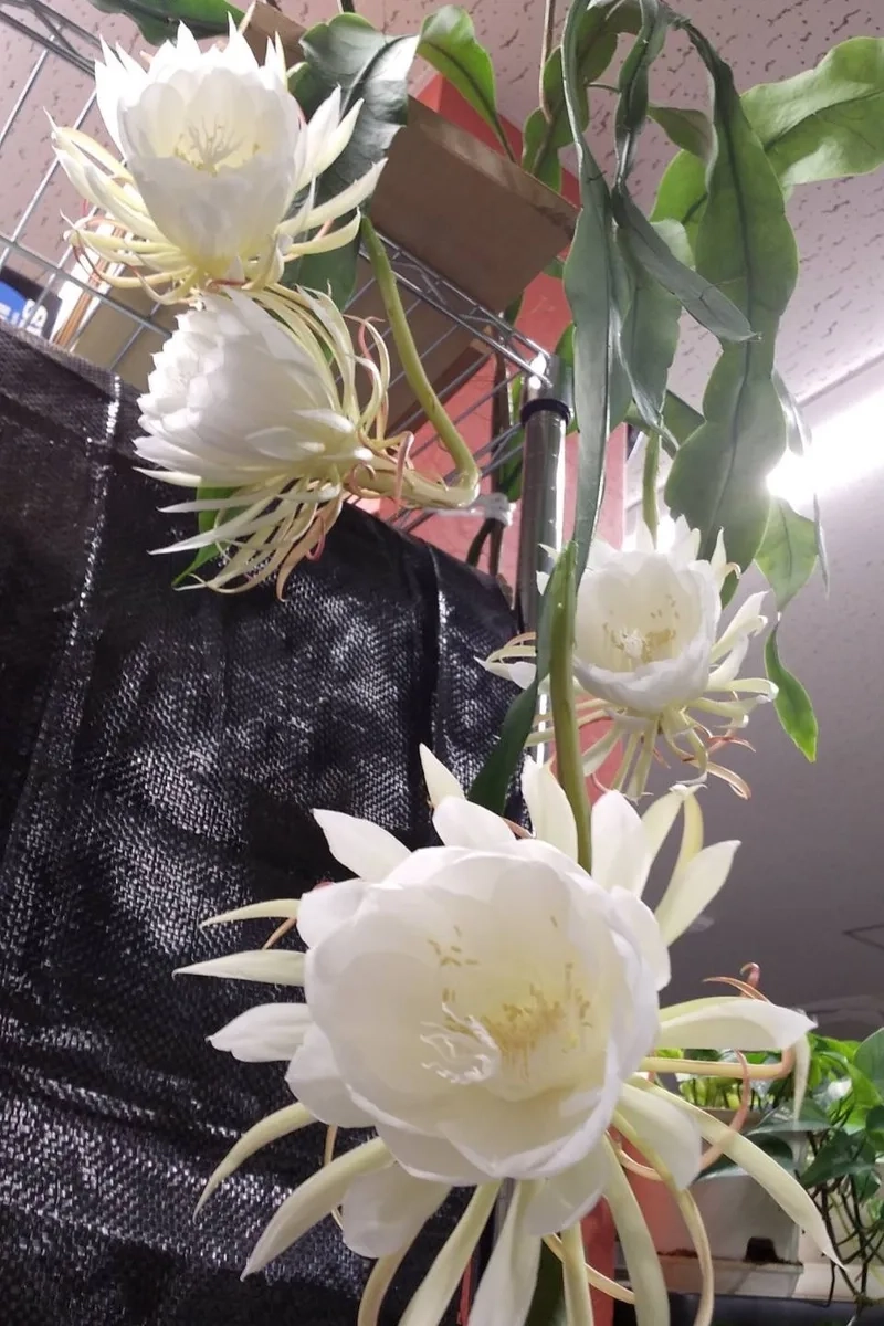 Lung linh và huyền ảo với hoa quỳnh lung linh