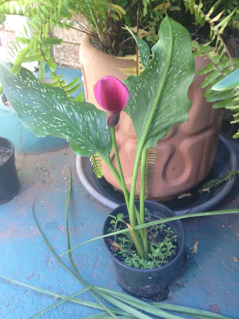 Thêm sắc vàng rực rỡ với hoa rum đẹp