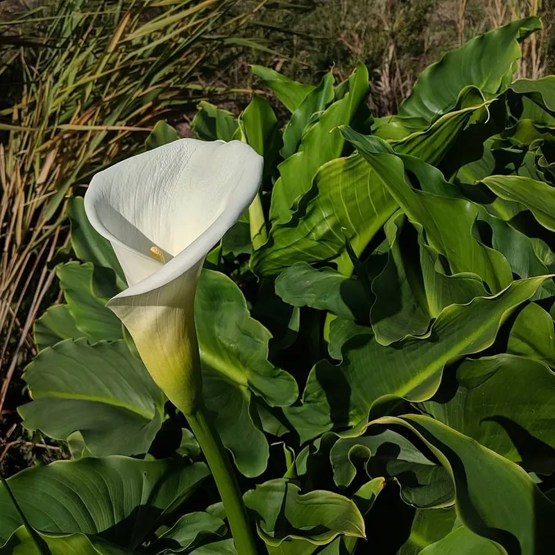 Tinh tế trong từng cánh hoa hoa rum tinh tế