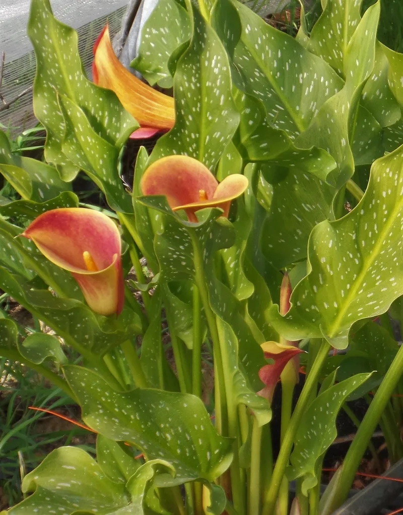 Nghệ thuật tinh tế trong hoa rum nghệ thuật