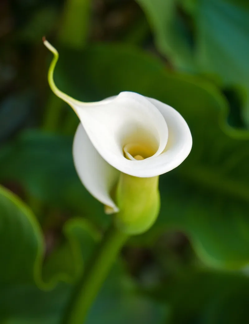 Dịu dàng và nhẹ nhàng cùng hoa rum nhẹ nhàng