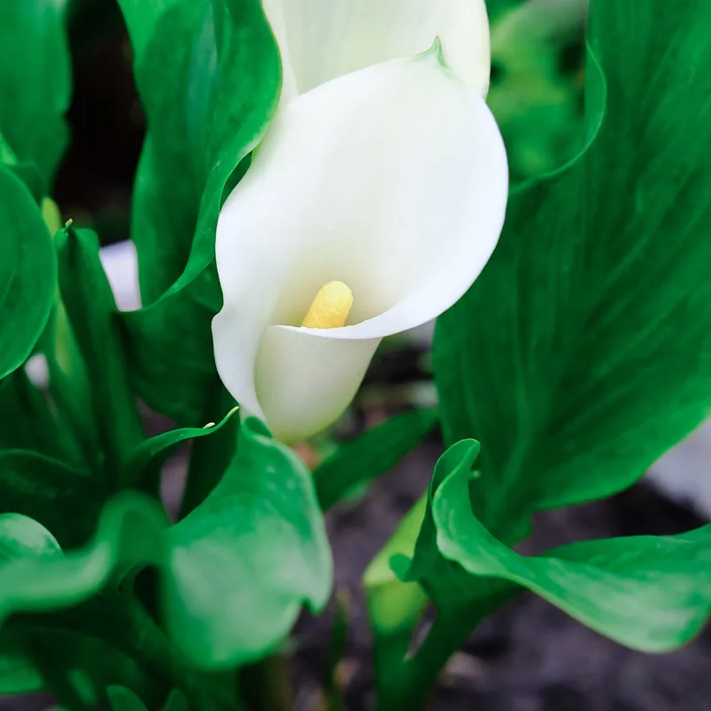 Giữ lâu tươi với hoa rum tươi mỗi ngày