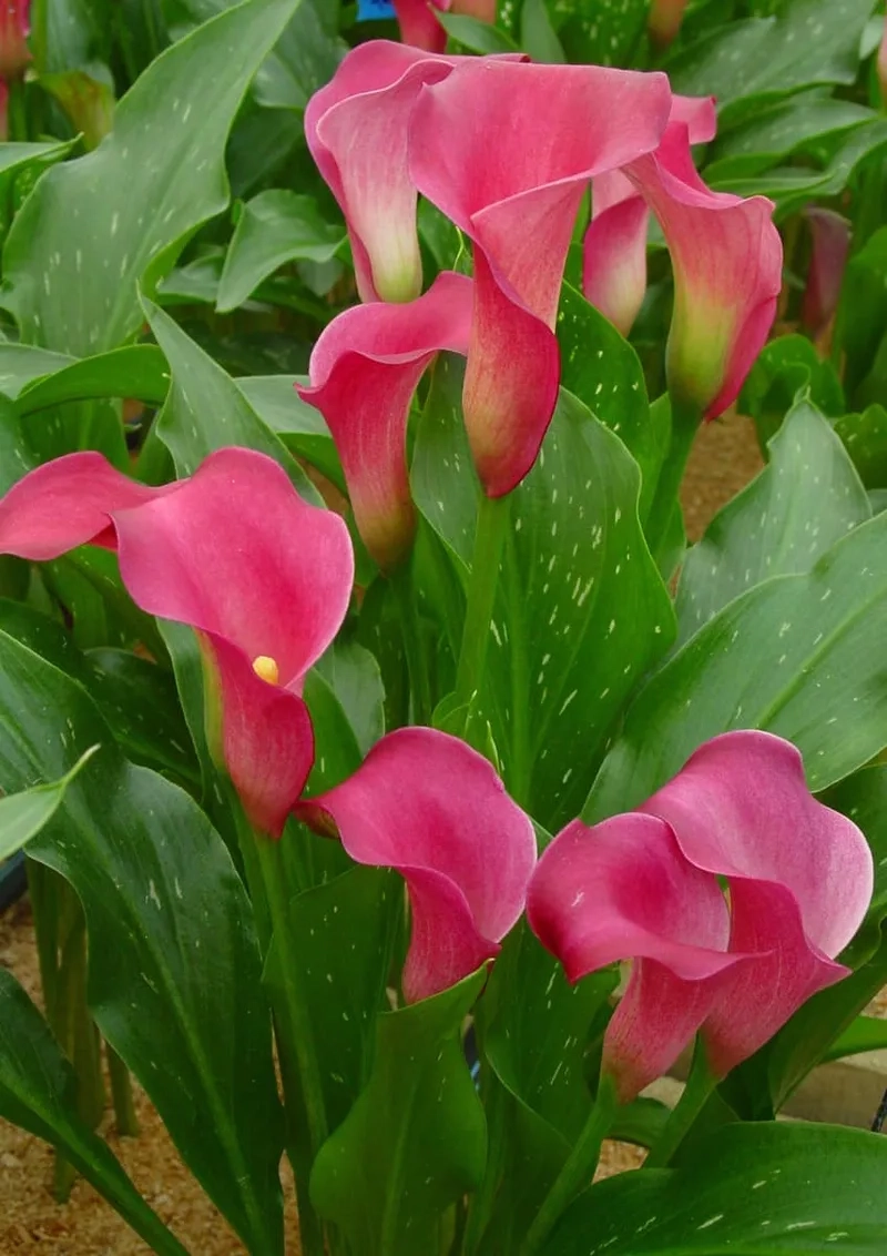 Tạo khoảnh khắc lãng mạn với hoa rum lãng mạn