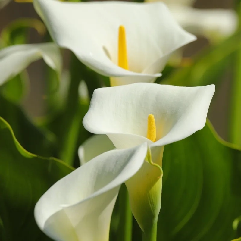 Ngắm hoa rum đẹp nhất để cảm nhận sự tinh khôi