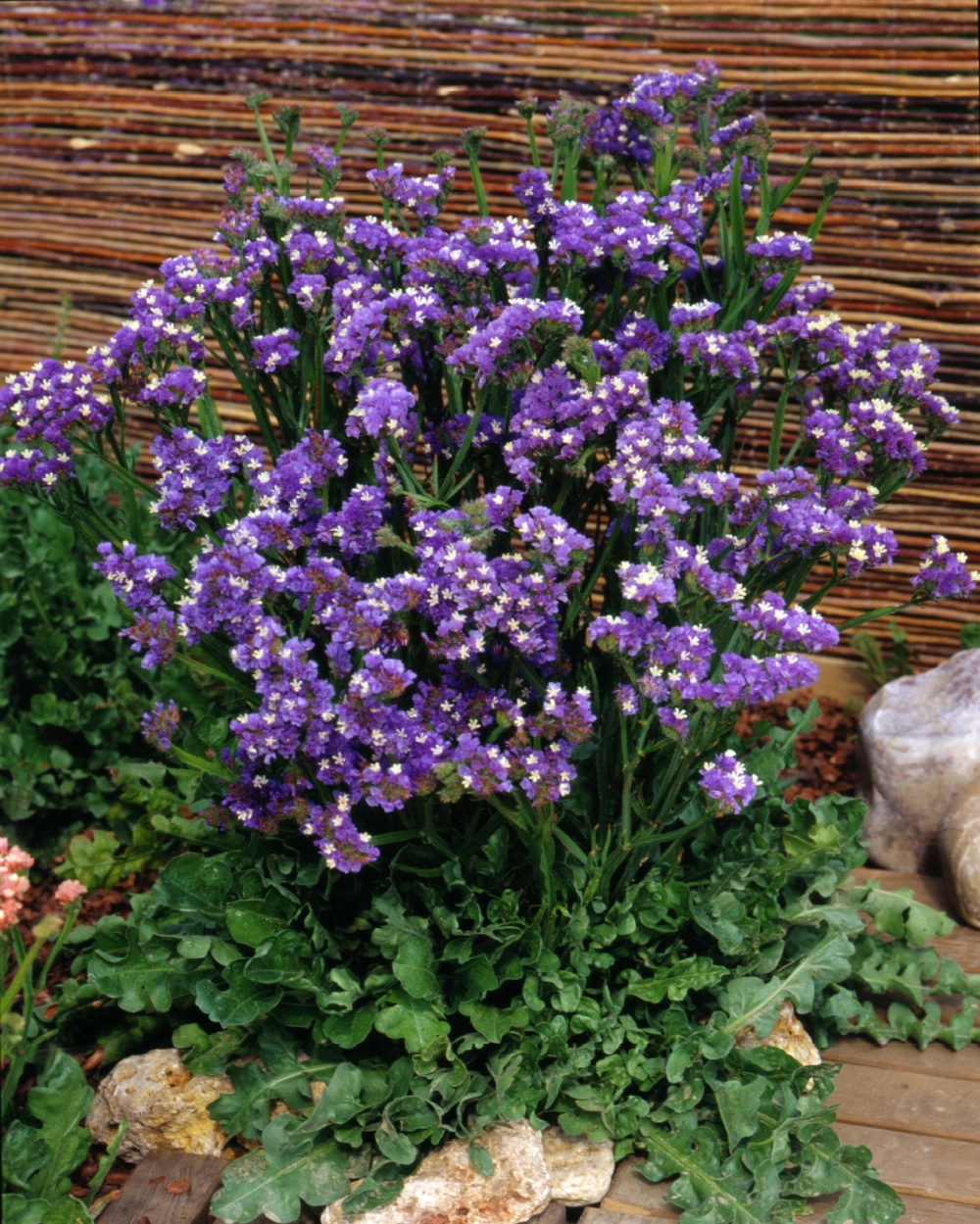 Ý nghĩa hoa salem tượng trưng cho tình cảm vĩnh cửu