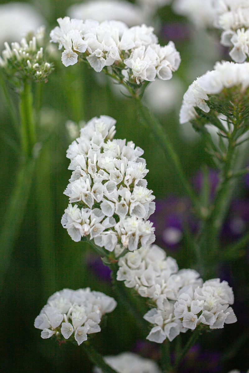 Hình ảnh hoa salem tinh tế làm bừng sáng góc phòng