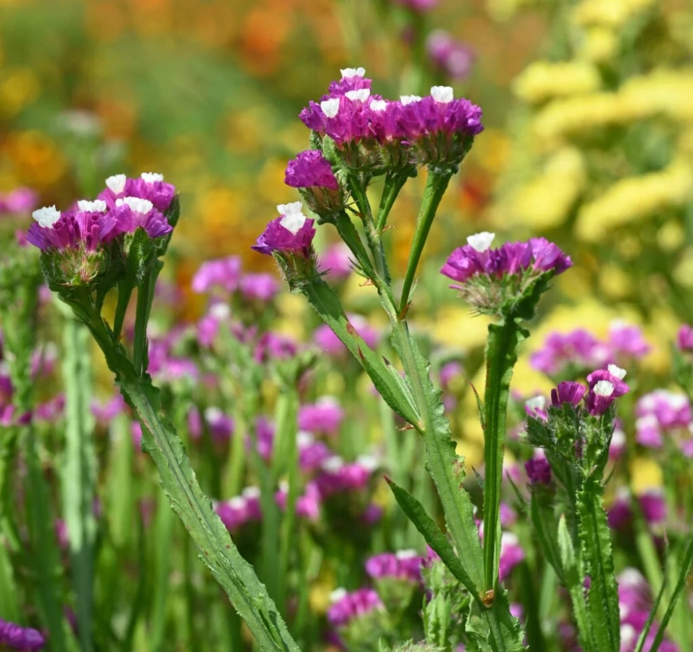 Hoa salem rực rỡ tô điểm không gian sống thêm tươi