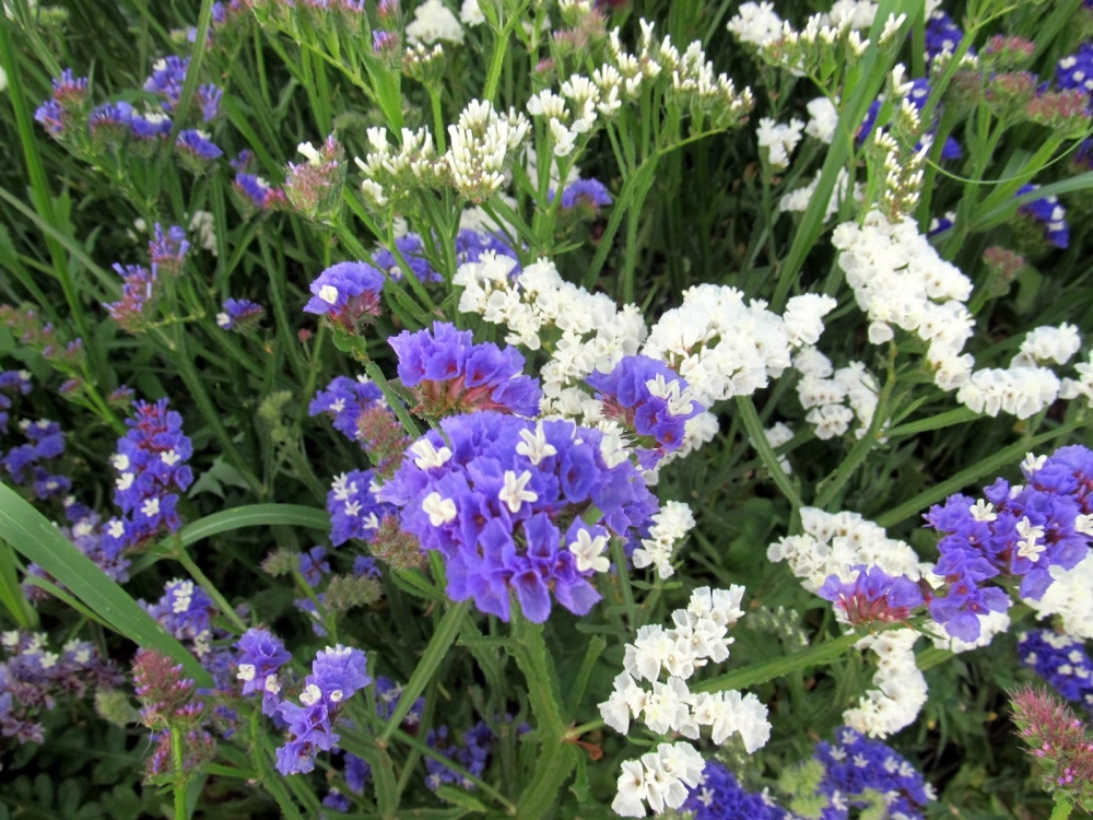 Ảnh hoa salem sắc nét đầy màu sắc rực rỡ tuyệt đẹp