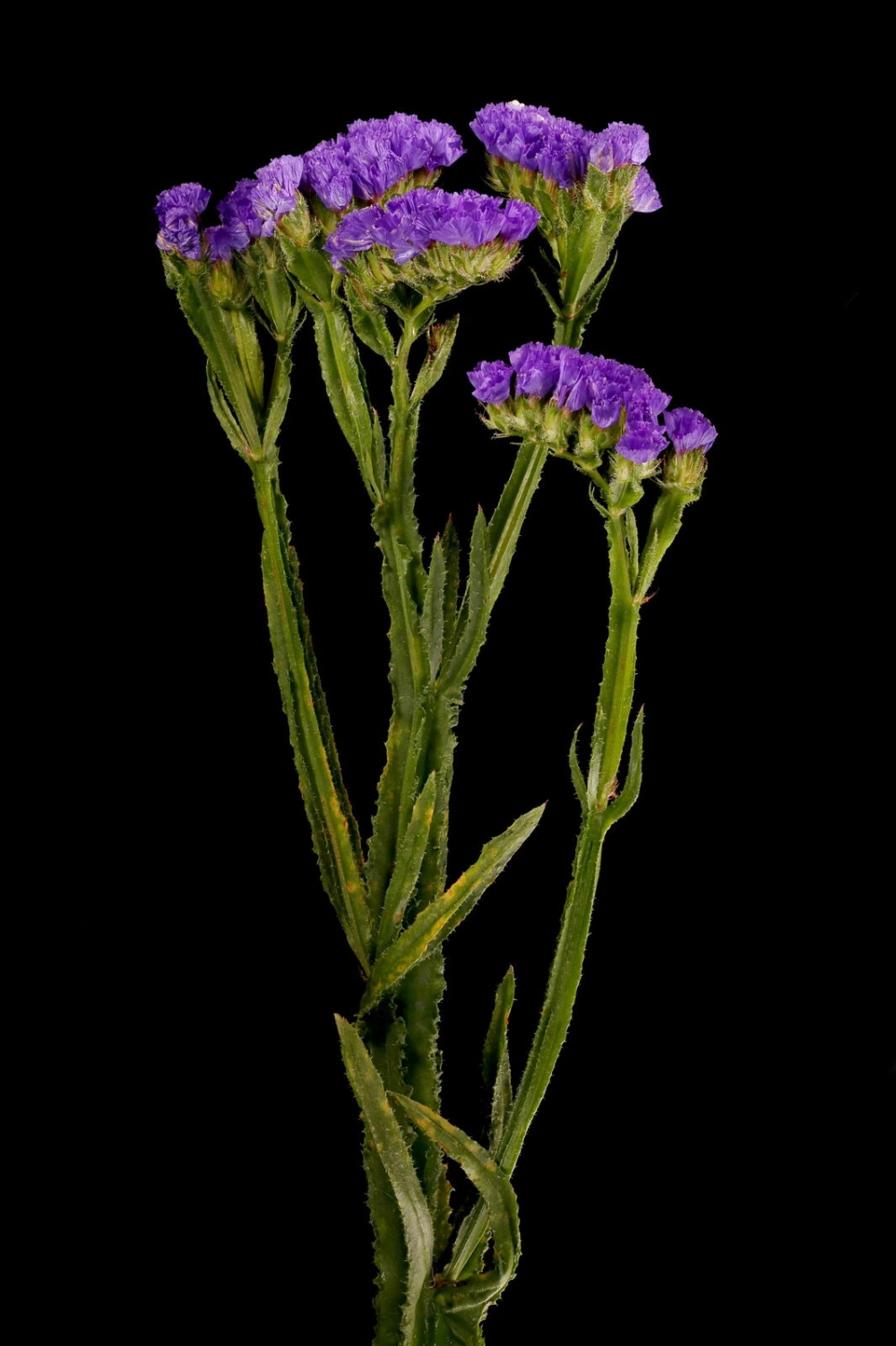 Hoa salem buồn gợi nỗi niềm sâu lắng đầy cảm xúc