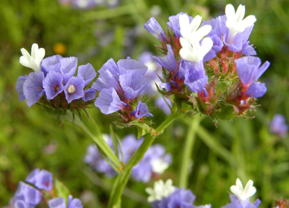 Hoa salem lãng mạn tựa nhịp thở của mùa xuân tươi